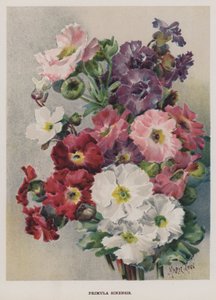Primula Sinensis
